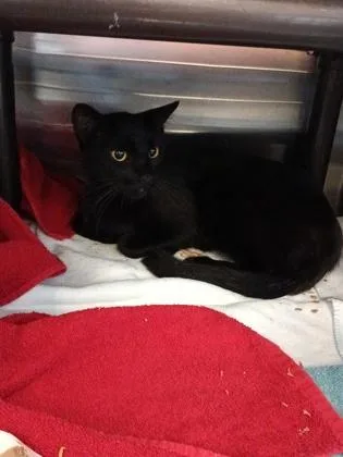 An adult medium-sized male Domestic Short Hair cat named Ferdinand for adoption in Independence, MO