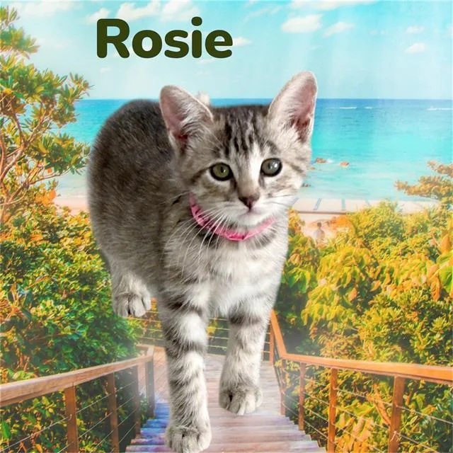 Rosie