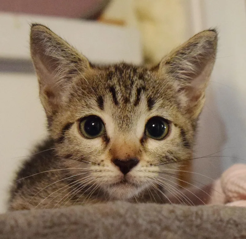 A baby medium-sized female Tabby (Gray / Blue / Silver) Domestic Short Hair cat named Janis for adoption in Bulverde, TX