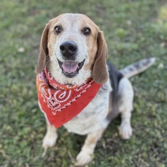 An adult medium-sized male Brown / Chocolate Beagle dog named Ricky for adoption in Nowata, OK