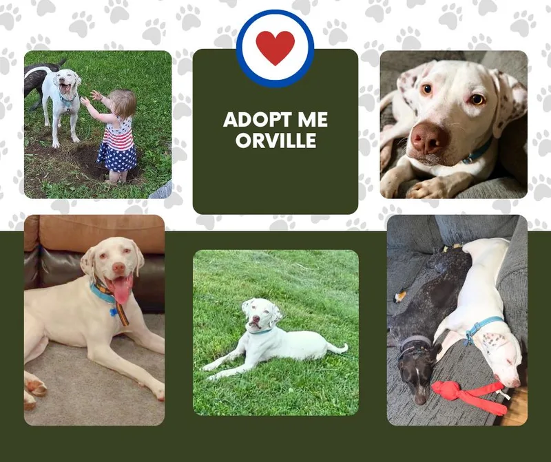 A young medium-sized male White / Cream English Pointer dog named Orville for adoption in Bridgeton, NJ