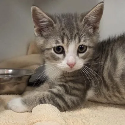 A baby small-sized male Domestic Short Hair cat named Joel for adoption in Voorhees, NJ
