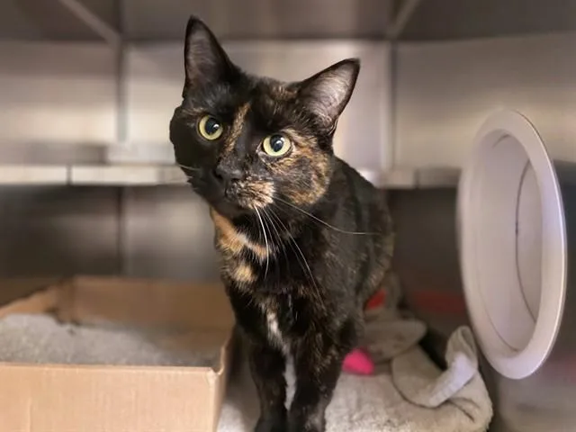 An adult medium-sized female Domestic Short Hair cat named Sissy for adoption in Fort Wayne, IN