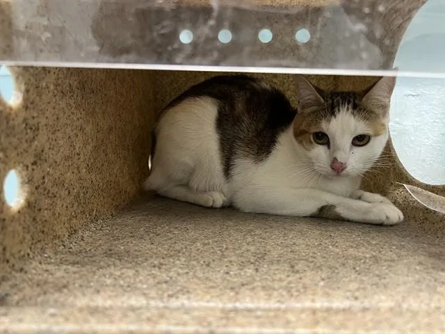 A young small-sized female Domestic Short Hair cat named Tuna Turner for adoption in Lancaster, CA