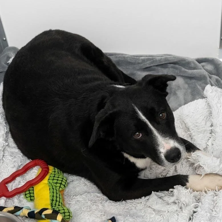 An adult large-sized female Black Labrador Retriever dog named Miley for adoption in South Elgin, IL