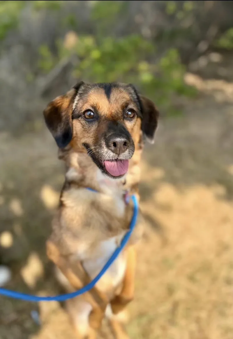 An adult small-sized female Mixed Breed dog named Bangwool for adoption in San Jose, CA