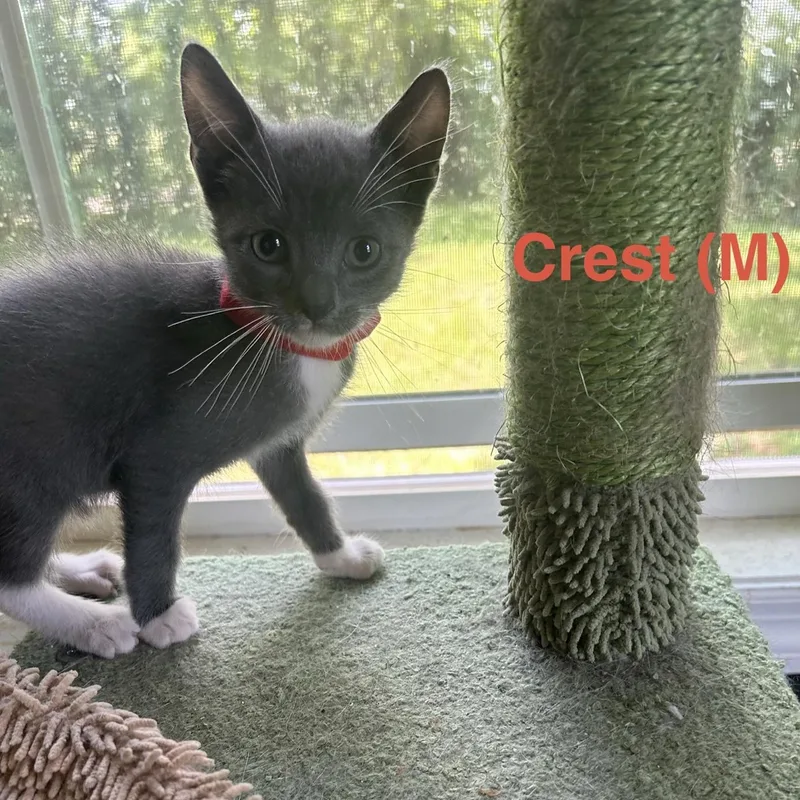 A baby medium-sized male Gray & White Domestic Short Hair cat named Crest for adoption in Murfreesboro, TN