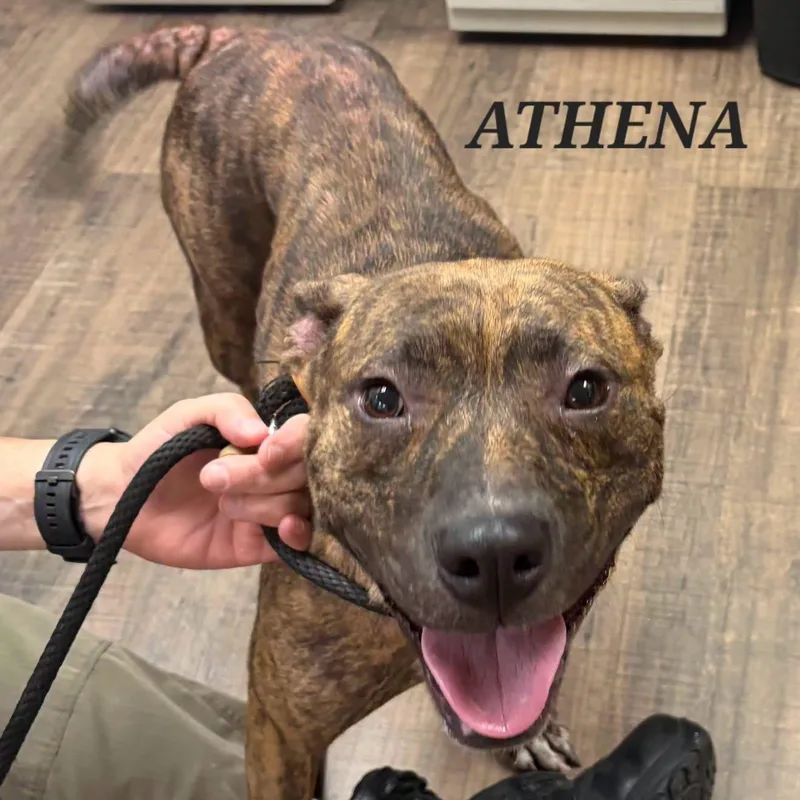 A young medium-sized female Brindle Pit Bull Terrier dog named Athena for adoption in Bowling Green, OH
