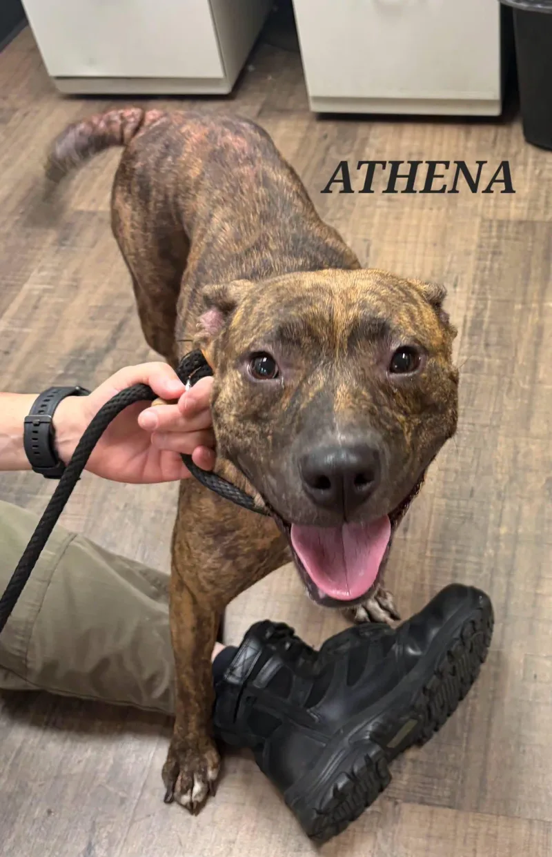 Athena thumbnail 2