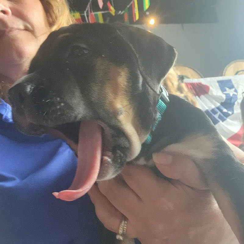 A baby medium-sized male Bicolor Mixed Breed dog named Thomas Jefferson for adoption in Buford, GA
