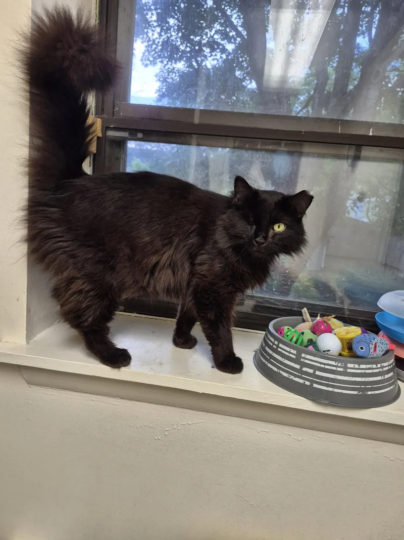 An adult medium-sized female Black Domestic Long Hair cat named Oasis for adoption in Ocean Pines, MD