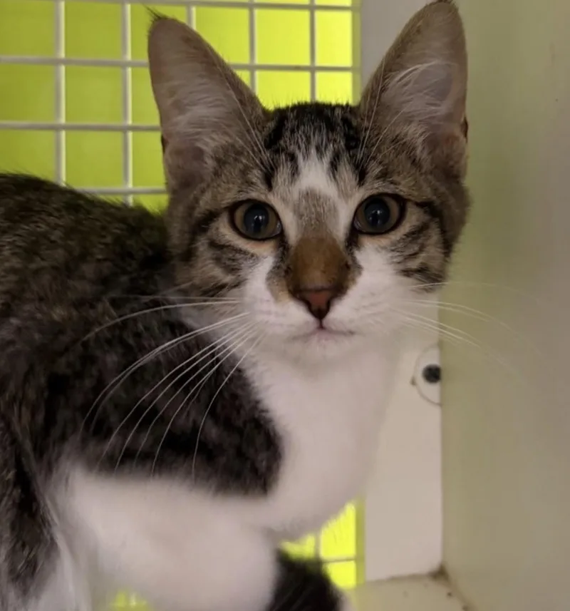 A baby small-sized male Domestic Short Hair cat named Gawain for adoption in Lockport, IL