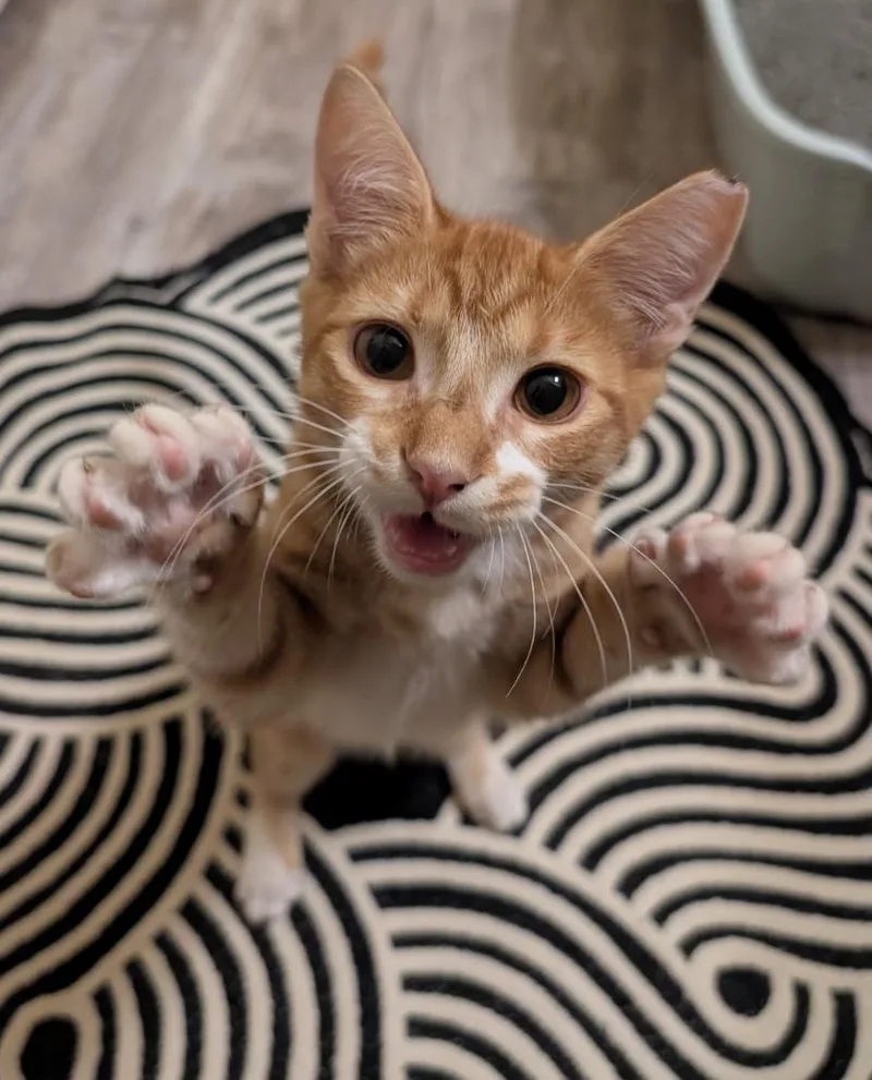 A baby medium-sized male Domestic Short Hair cat named Brogam for adoption in San Antonio, TX