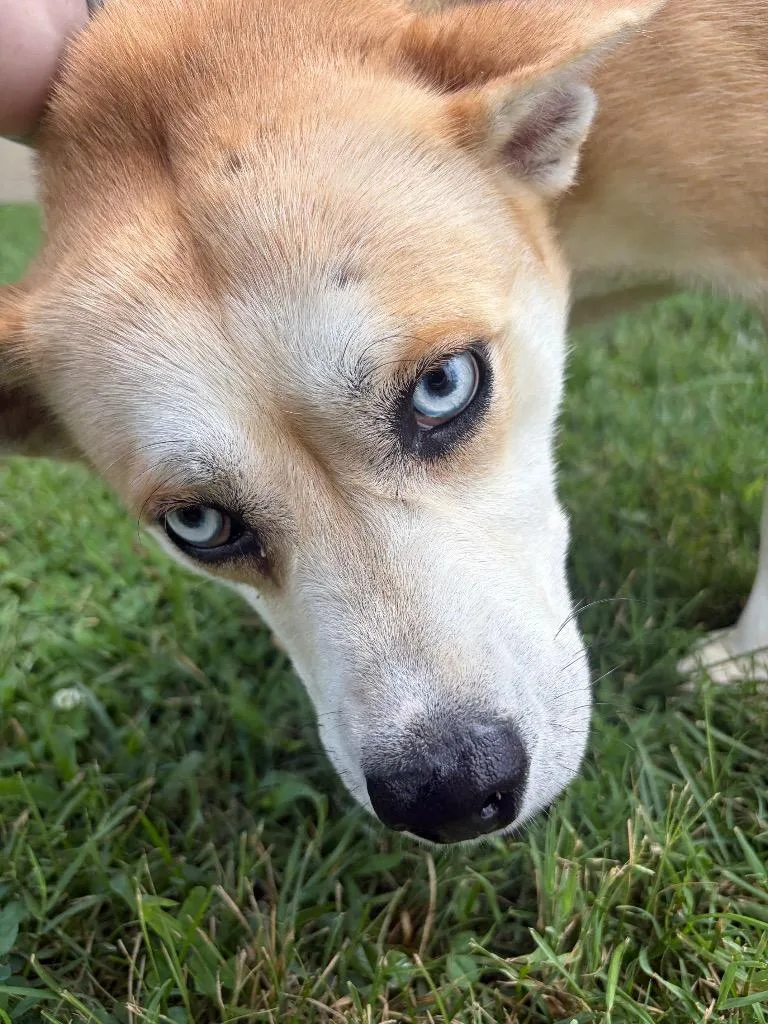 A young medium-sized female Mixed Breed dog named Mila for adoption in Gallatin, TN