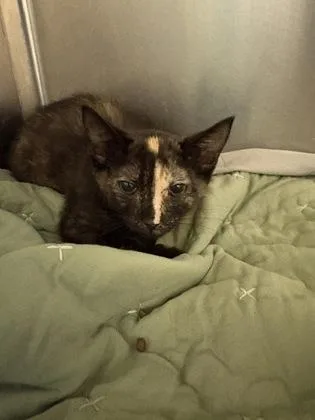 A baby medium-sized female Tortoiseshell Domestic Short Hair cat named Pine Cone for adoption in Charleston, SC
