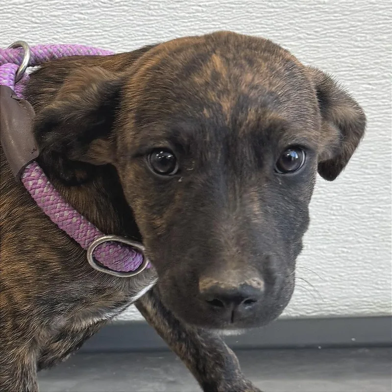 A baby small-sized male Brindle Mixed Breed dog named Marigold for adoption in Las Cruces, NM