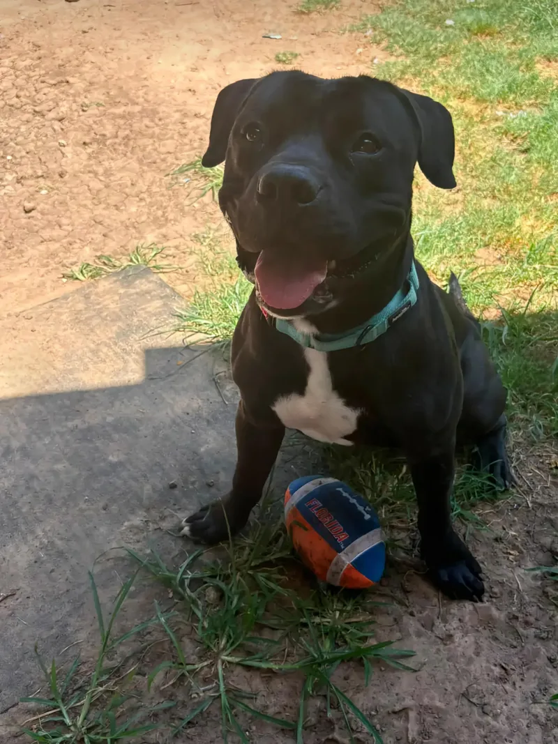 A young large-sized male Black Pit Bull Terrier dog named Black Panther for adoption in Moore, OK