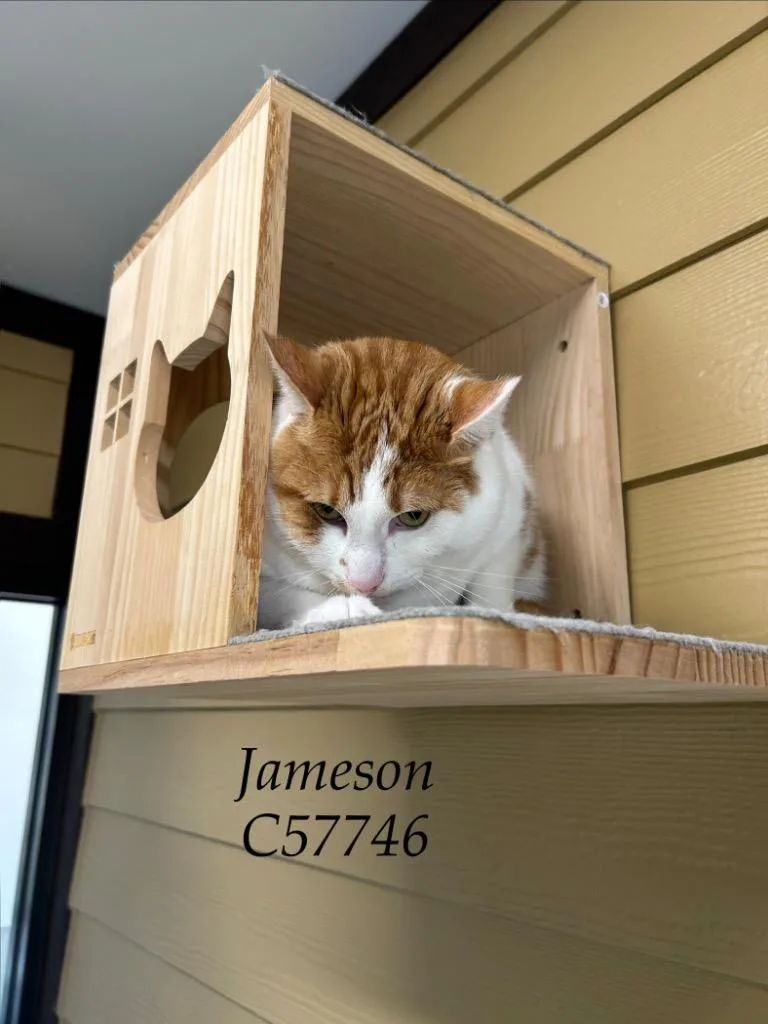 Jamson