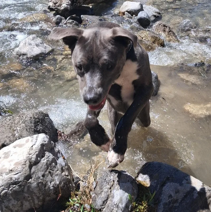 A young medium-sized female Pit Bull Terrier dog named Winnie for adoption in Thayne, WY
