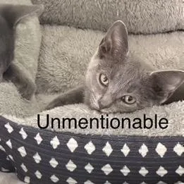 A baby small-sized female Gray / Blue / Silver Domestic Short Hair cat named The Unmentionable for adoption in Fredericksburg, VA