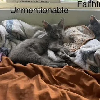 The Unmentionable thumbnail 4