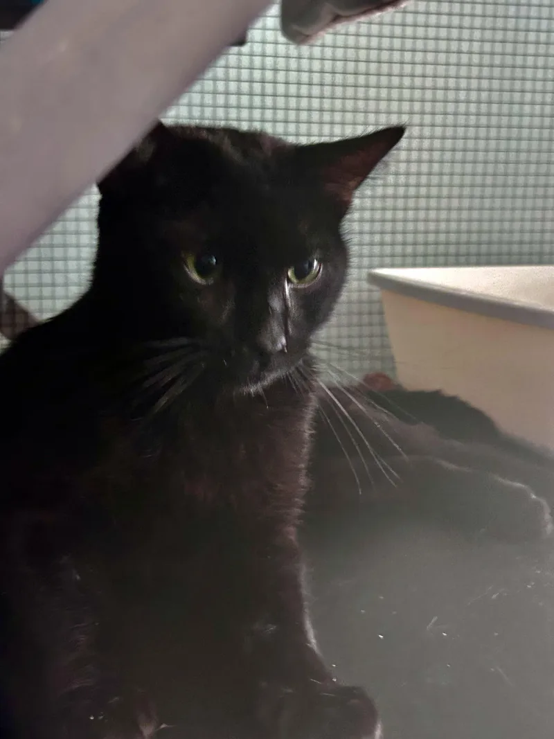 An adult large-sized male Black Domestic Short Hair cat named Sherman for adoption in Grand Rapids, MI
