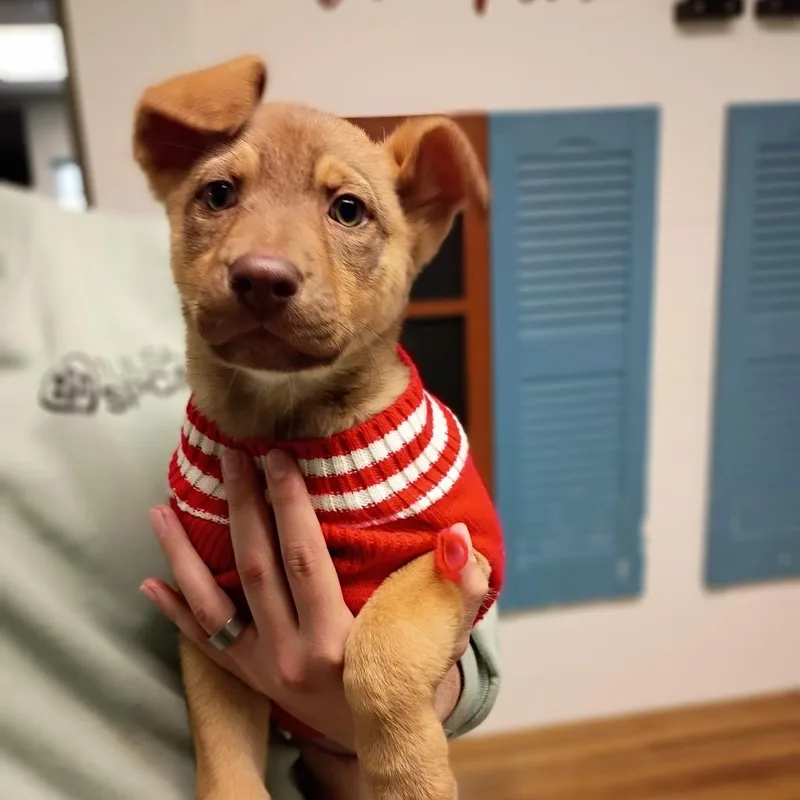 A young medium-sized female Brown / Chocolate German Shepherd Dog dog named Furby for adoption in Tulsa, OK