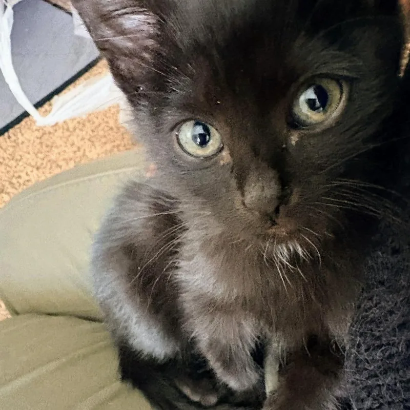 A baby small-sized male Black Domestic Short Hair cat named Acorn Hall for adoption in Eagle Mountain, UT