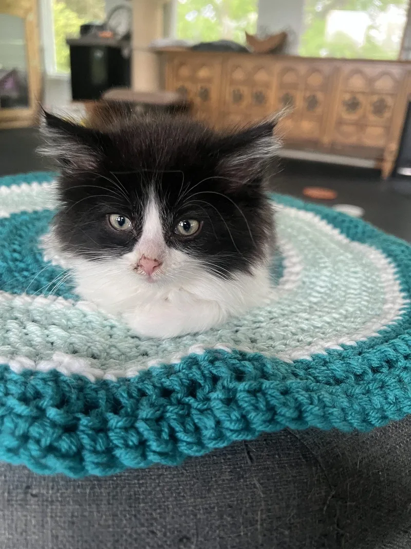 A baby small-sized male Domestic Long Hair cat named Cubbie for adoption in Kenosha, WI