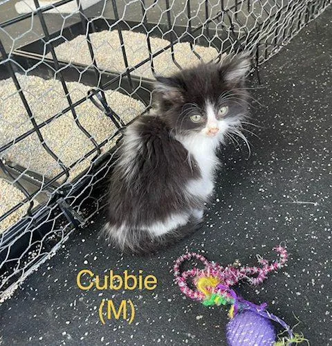 Cubbie thumbnail 5