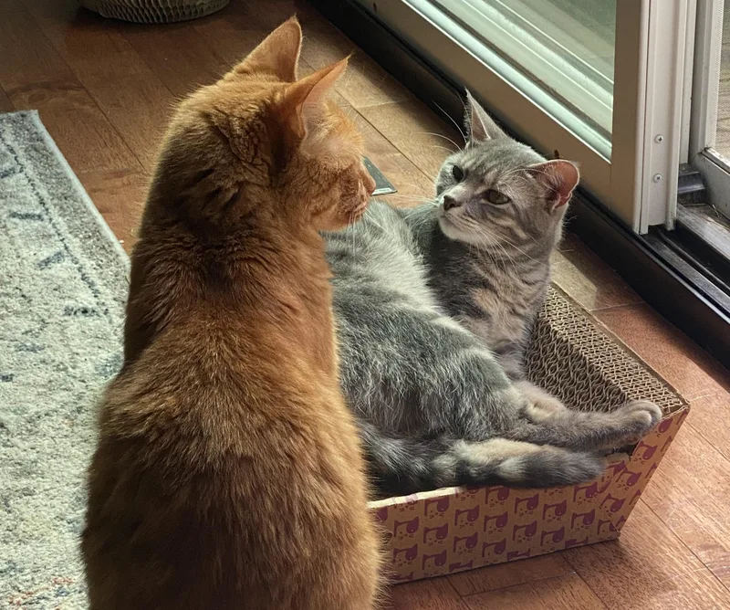 An adult medium-sized female Tabby (Gray / Blue / Silver) Domestic Short Hair cat named Leni for adoption in Mayfield, NY