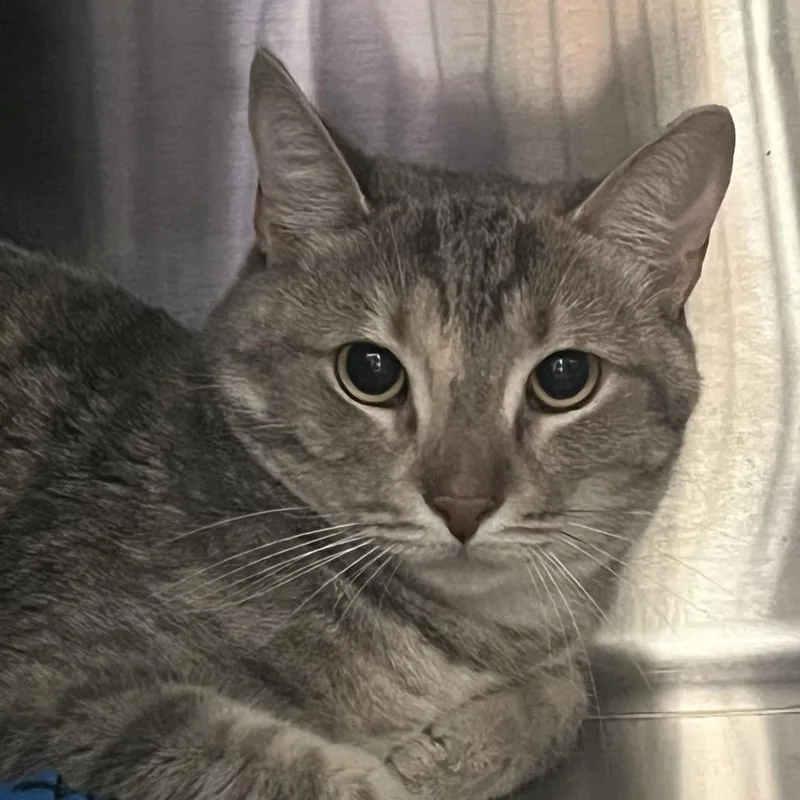 An adult small-sized female Gray / Blue / Silver Domestic Medium Hair cat named BabyGrrrrrrr for adoption in Madisonville, TN