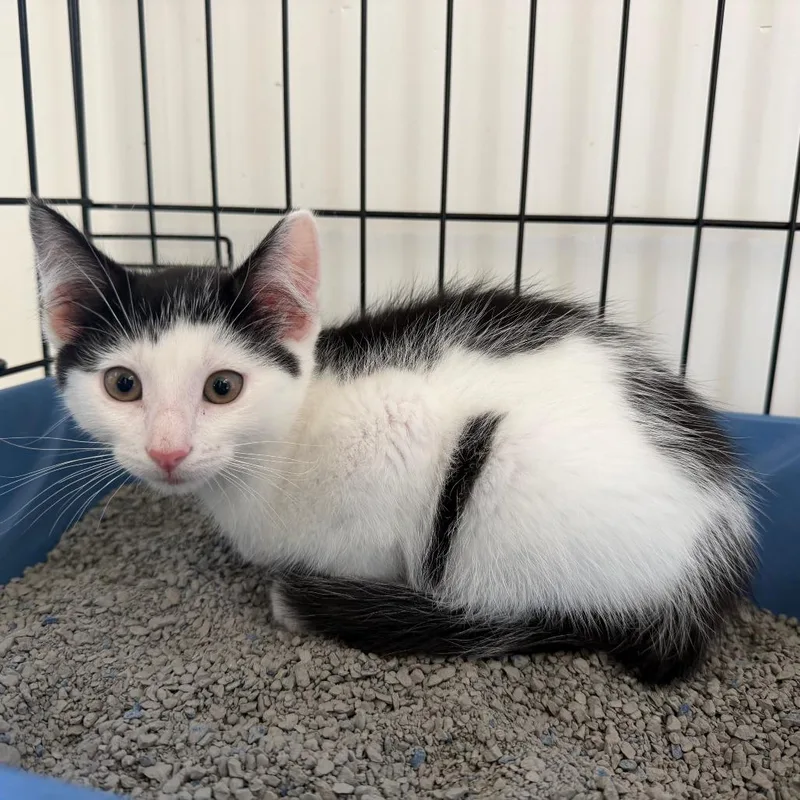 A baby small-sized male Black Domestic Short Hair cat named Eric for adoption in Deerfield, IL