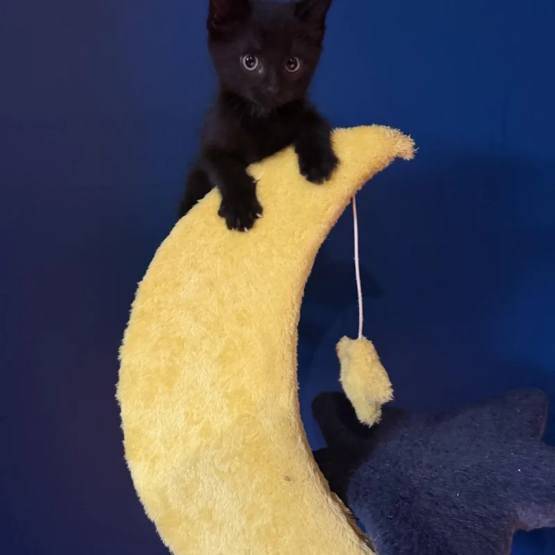 A young medium-sized male Black Domestic Short Hair cat named Vans for adoption in Massillon, OH