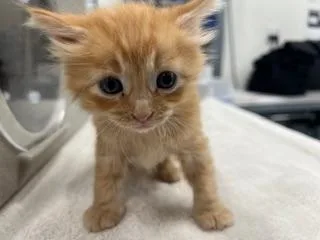 A baby small-sized male Domestic Short Hair cat named Valor for adoption in Antioch, CA