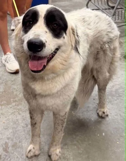 An adult large-sized female Great Pyrenees dog named Pepper for adoption in Bowling Green, KY