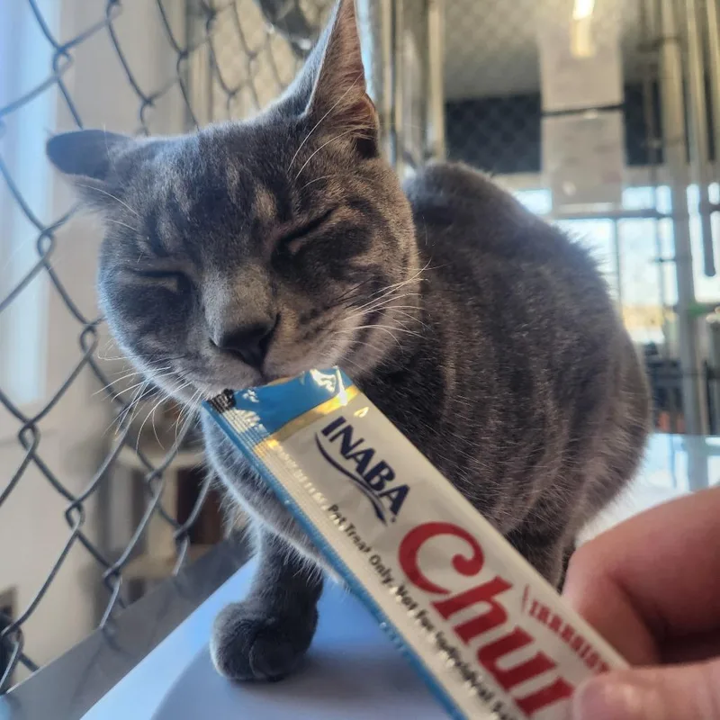 A young medium-sized female Gray / Blue / Silver Domestic Short Hair cat named Hazelnut for adoption in Pullman, WA