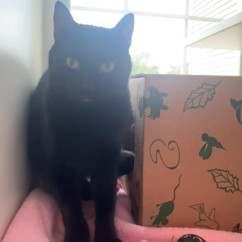 An adult medium-sized female Black Domestic Short Hair cat named Kit for adoption in Saint Charles, MO