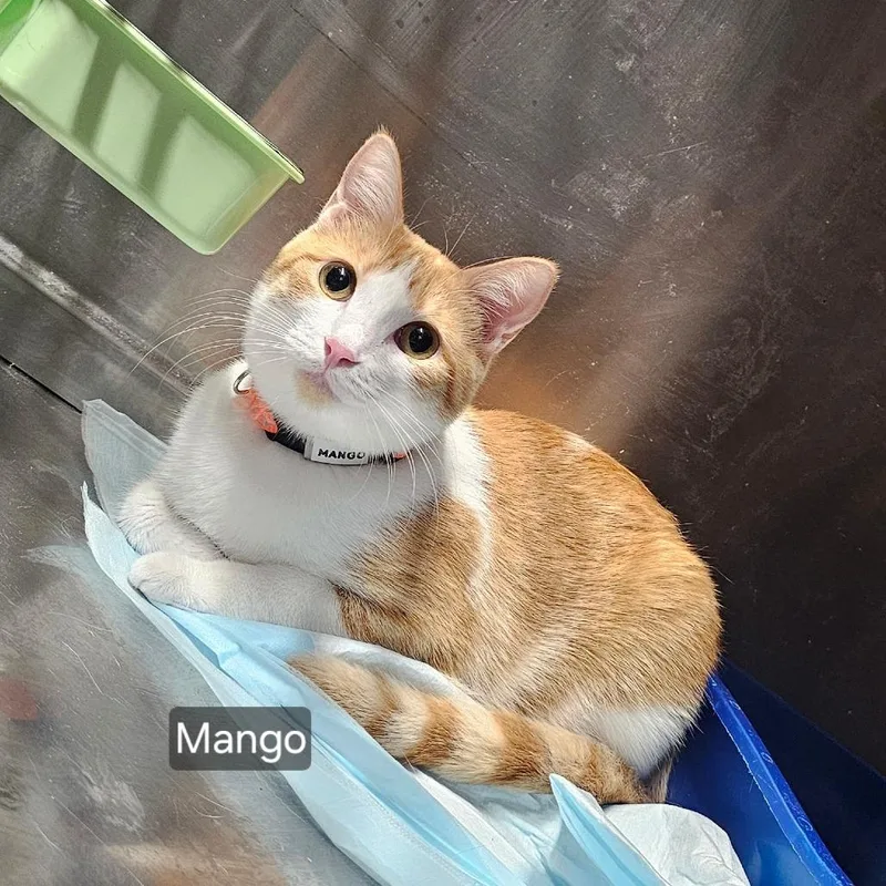 A young small-sized female Orange / Red Domestic Short Hair cat named Mango for adoption in mount vernon, AR