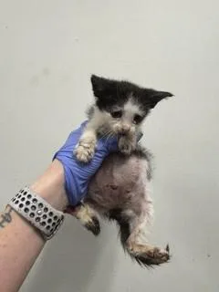 A baby small-sized female Domestic Short Hair cat named Momo for adoption in Miami, FL