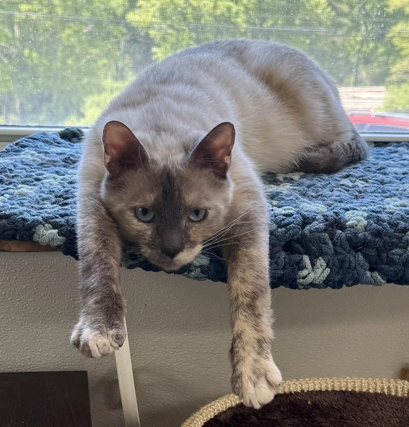 An adult medium-sized female Siamese cat named Fluffernutter for adoption in Springfield, VT
