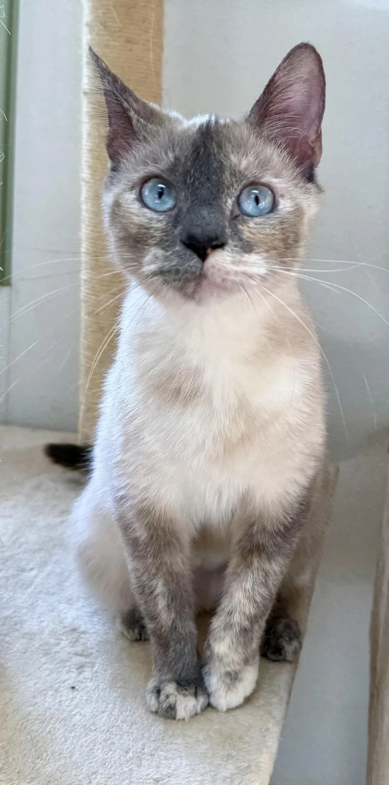 Fluffernutter thumbnail 3