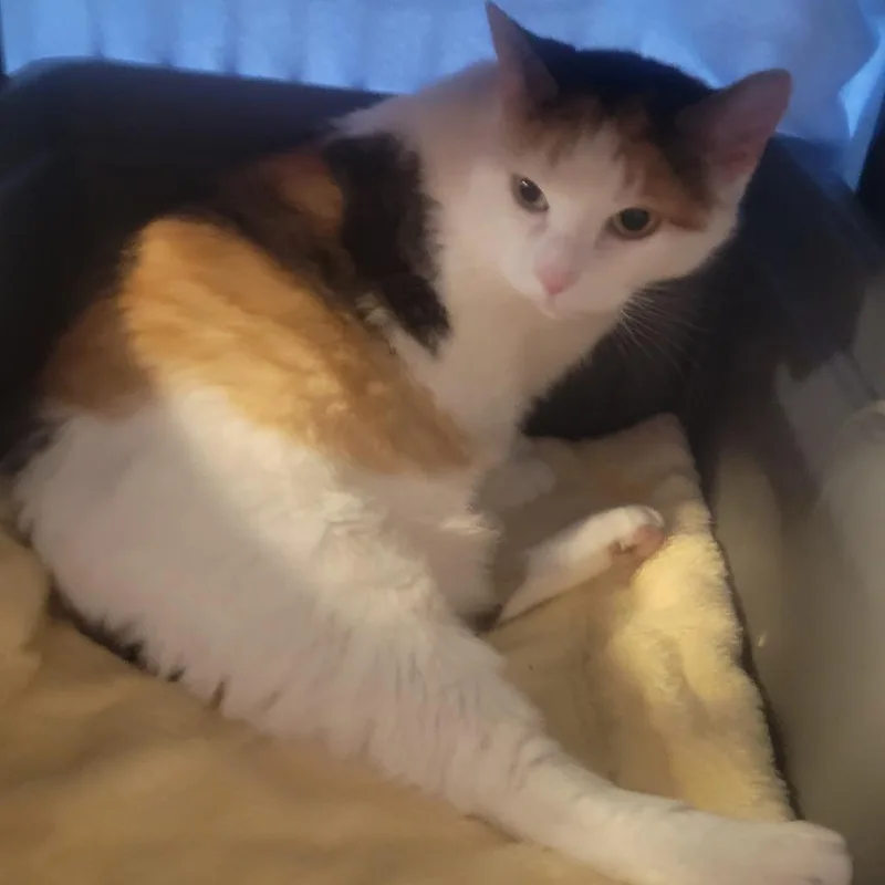 A senior large-sized female American Bobtail cat named Lilith for adoption in Jessup, MD