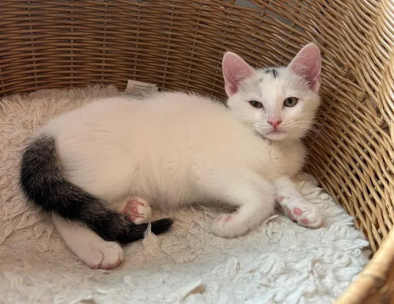 A baby medium-sized male Tabby (Brown / Chocolate) Domestic Short Hair cat named Tony for adoption in Wayne, NJ