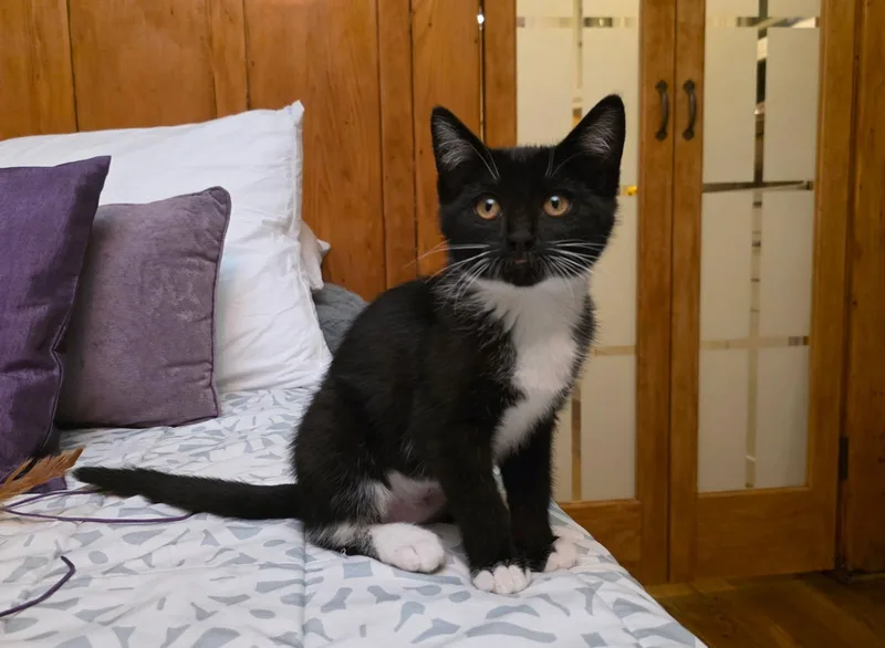 A baby small-sized female Domestic Short Hair cat named Wendy for adoption in South Pasadena, CA