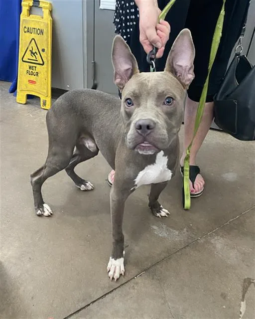 A young large-sized male Mixed Breed dog named Blue for adoption in Dallas, TX