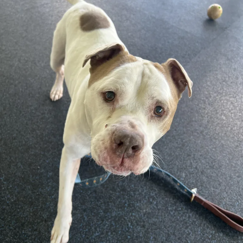 A senior large-sized male White / Cream Pit Bull Terrier dog named Blue for adoption in Ithaca, NY