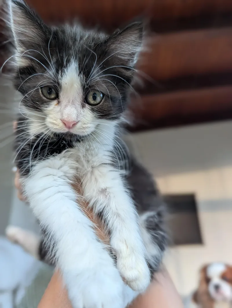 A baby small-sized female Black & White / Tuxedo Domestic Medium Hair cat named Cheesebox for adoption in Portland, OR