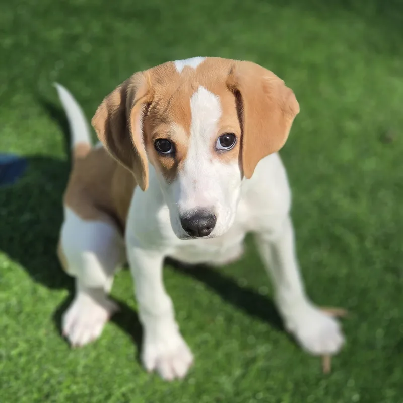 A baby medium-sized female White / Cream Mixed Breed dog named Xena for adoption in Blairstown, NJ