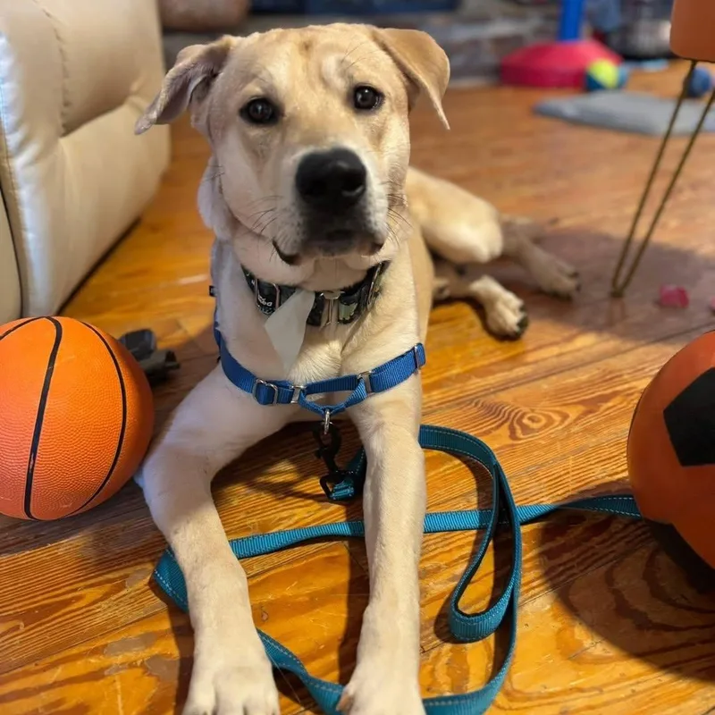 A young medium-sized male Yellow / Tan / Blond / Fawn Yellow Labrador Retriever dog named Ollie for adoption in East Flat Rock, NC